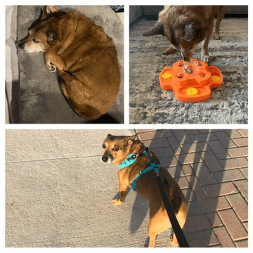 a collage of three pictures of a dog sleeping and playing