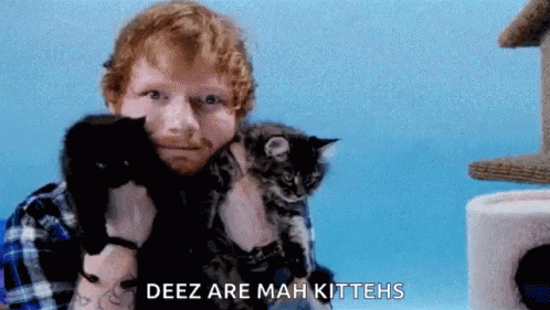 Ed Sheeran Cats GIF - Ed Sheeran Cats Hug GIFs