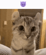 a cat is sitting on a bed and looking at the camera with a purple smiley face above it .