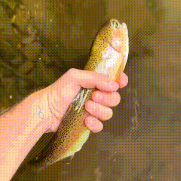 a person with a tattoo on their wrist is holding a rainbow trout in their hand .