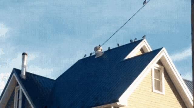 Pigeon On Vent GIF - Vent Pigeon GIFs