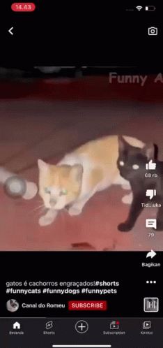 Cat Funny Cat GIF - Cat Funny Cat GIFs