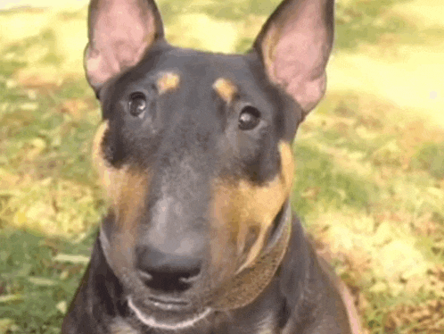 a close up of a bull terrier looking at the camera while sitting in the grass .
