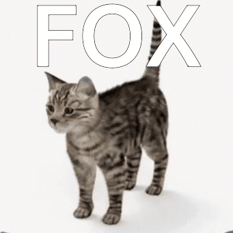 Spinning Cat Fox GIF - Spinning Cat Fox Cat Spin GIFs