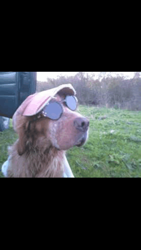 Setter Dog GIF - Setter Dog GIFs