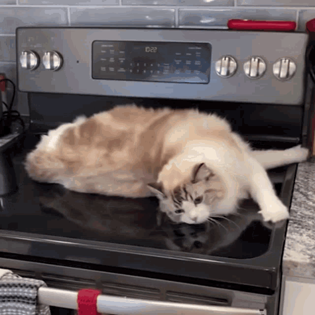 Cat Stove Cat GIF - Cat Stove Cat Cat Fail GIFs
