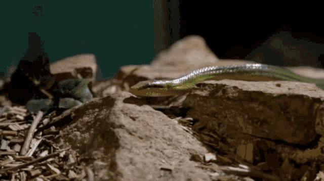 How Do Pythons Protect Themselves GIF - How Do Pythons Protect Themselves GIFs