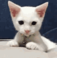 a white kitten wearing a yellow collar is laying on a couch .