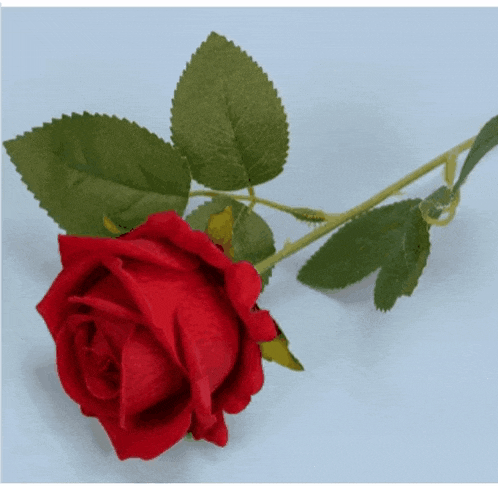 a red rose with green leaves is on a white surface