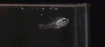 Blowing Fish GIF - Blowing Fish GIFs