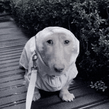 a dog wearing a white jacket and a leash looks at the camera