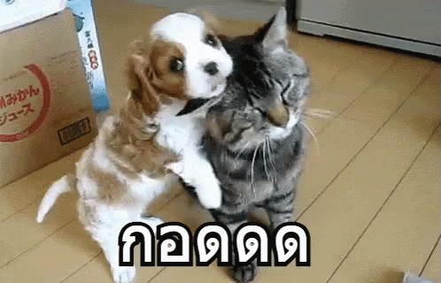 แมวหมา กอด GIF - Dog Hug Cat GIFs