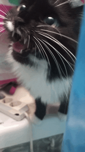 a black and white cat with its tongue hanging out