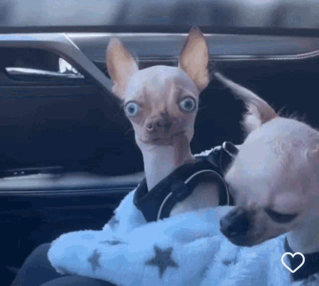 Funny Memes Pet Lover GIF - Funny Memes Pet Lover Puppy Dog Eyes GIFs