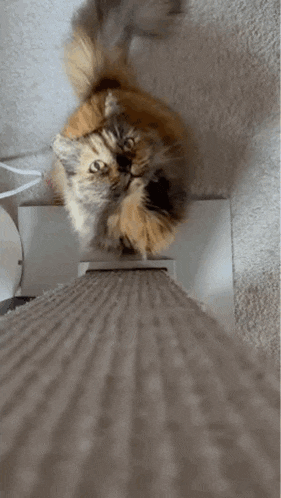 a cat is jumping in the air while playing on a carpeted floor .