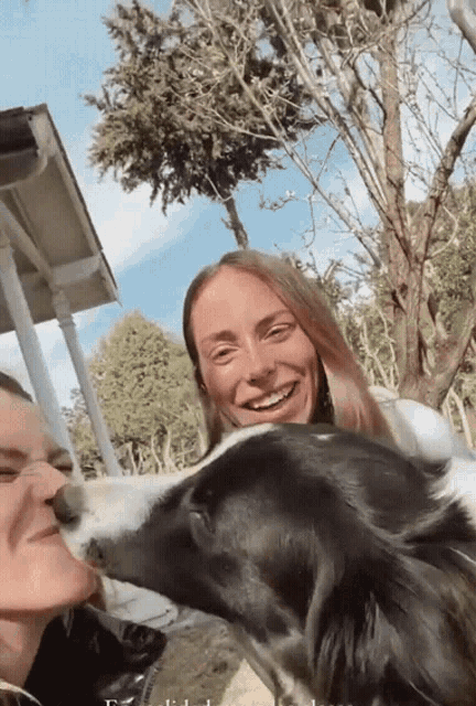 a black and white dog sniffing a woman 's nose