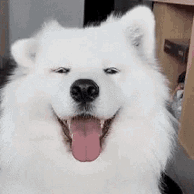 Stay Cool Happy GIF - Stay Cool Happy White Dog GIFs