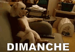 a dog is sitting on a couch with the word dimanche written below it