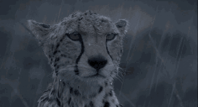 Cheetah Rain GIF - Cheetah Rain Depressed GIFs