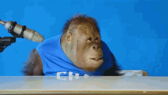 a monkey wearing a blue shirt is being interviewed by a microphone .
