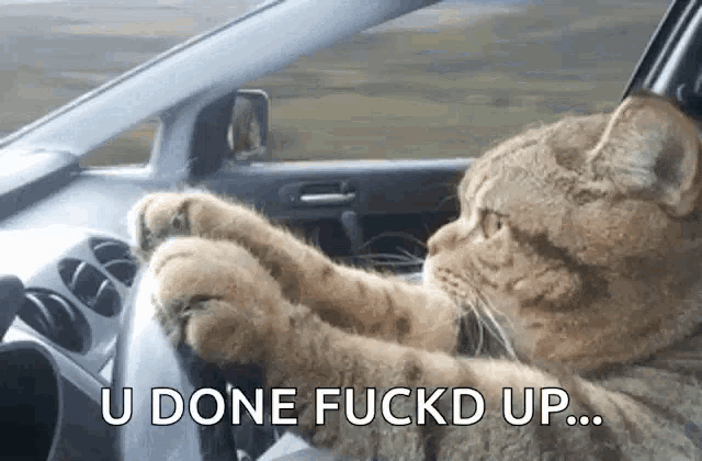 a cat is sitting in the driver 's seat of a car with the words u done fuckd up below it
