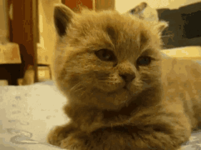 a kitten is laying on a bed and looking at the camera with a sad look on its face .