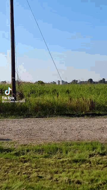 a dirt road going through a grassy field with a telephone pole in the foreground .