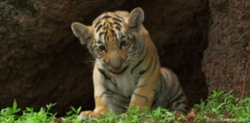 Tiger King Cute Tiggy GIF - Tiger King Cute Tiggy Cub Roaring GIFs
