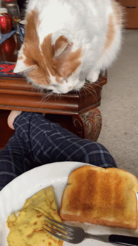 Hungry Cat GIF - Hungry Cat Turkish GIFs