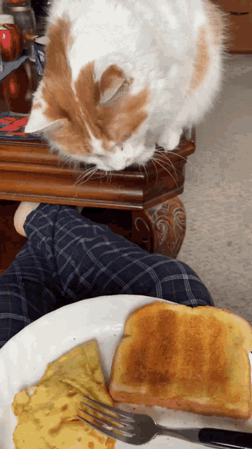 a cat looking at a plate of food with toast and eggs on it