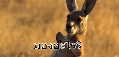 จิงโจ้ มอง จ้อง GIF - Kangaroo Stare Staring GIFs