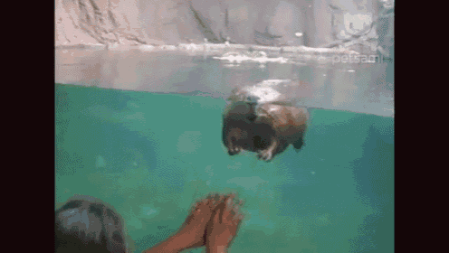 a hippopotamus is swimming in a tank with a person touching it