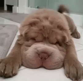 Dog Lying GIF - Dog Lying Down GIFs