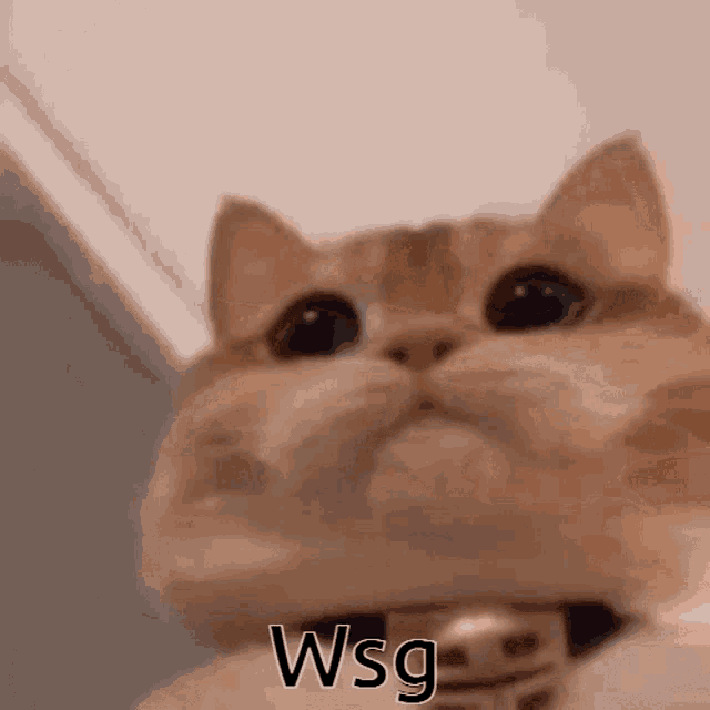 Cat Kitten GIF
