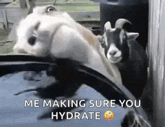 two goats are standing next to each other in a bucket of water with the caption me making sure you hydrate .