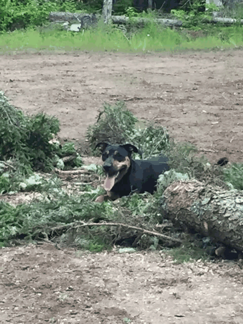 a black and brown dog laying in a pile of branches