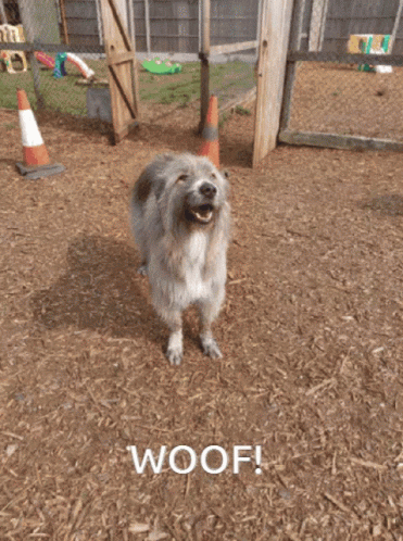 Woof Kratu GIF - Woof Kratu GIFs