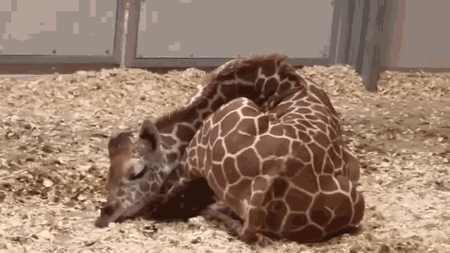 Kishis Stream Giraffe Sleeping GIF - Kishis Stream Giraffe Sleeping Giraffe Resting GIFs