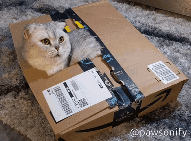Pawsonify Shimi GIF - Pawsonify Shimi Funny Cat GIFs