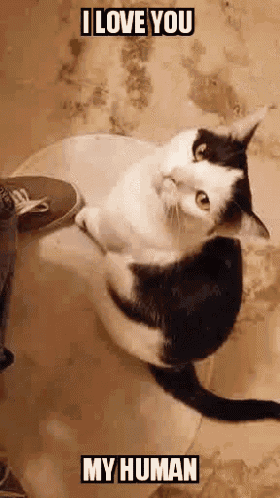 Myhuman Cat GIF - Myhuman Cat Sweet Cat GIFs