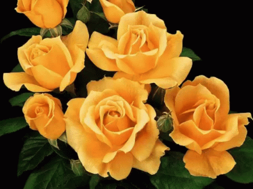 Roses Yellow Roses GIF - Roses Yellow Roses Flowers GIFs