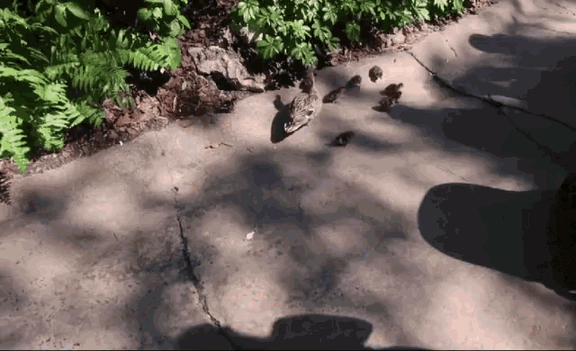 a shadow of a person is cast on a concrete walkway