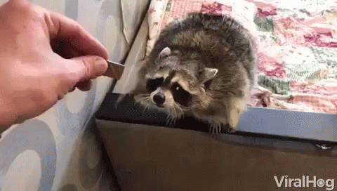 Viralhog Raccoon GIF - Viralhog Raccoon Hungry GIFs