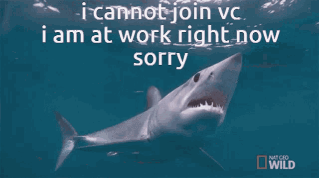a shark with the words i cannot join ve i am at work right now sorry