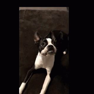 Boston Terrier Tease GIF - Boston Terrier Tease Bite GIFs