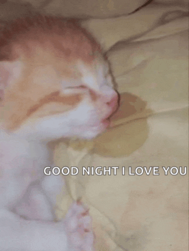 a kitten is sleeping on a bed with the words good night i love you written below it
