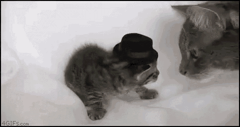 Cat Kitten GIF - Cat Kitten Slap GIFs