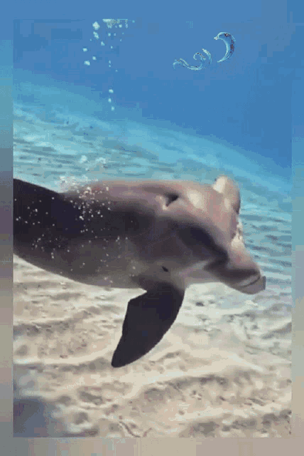 a dolphin is swimming in the ocean with bubbles