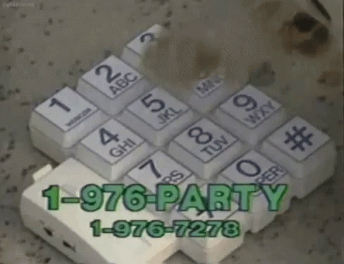 Party Time Call Me GIF - Party Time Call Me Bull Terrier GIFs