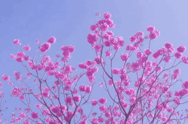 a tree with lots of pink flowers on it against a blue sky